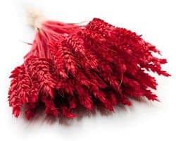 Dekogras voor gedroogd gras, siergras, natuurlijke decoratie, rood