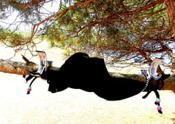 SnelShoppen - Grote Strandclips Handdoek Wasknijpers voor Strandlaken en Strandstoel - 4 Stuks in Zwart en Vis Design - Ideaal voor Camping, Strand en — thumbnail 1