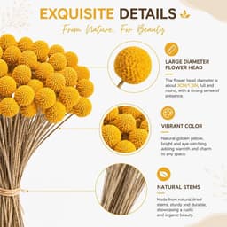 Gedroogde bloemen, gedroogde Craspedia gedroogde bloemen, natuurlijke gedroogde bloemen van Craspedia Globosa geel voor bloemstukken, decoraties met Craspedia (50 stuks) — thumbnail 5