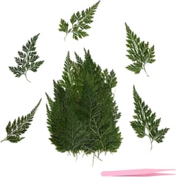 Gedroogde varenblaadjes van 4-6 cm met pincet voor knutselprojecten — thumbnail 1
