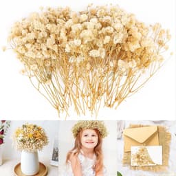 Gedroogde sluierkruid, 15 cm, droogbloemen, sluierkruit, droogbloemen om te knutselen, droogbloemenboeket, droogbloemen, decoratie voor doe-het-zelf, bruiloftsdecoratie, bruidsboeketten, wooncultuur — thumbnail 1