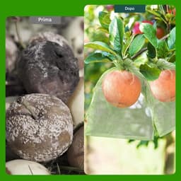 Fruitnetzakken - Beschermzakken Tuin - Fruit Beschermen - Trekkoord Afsluiting - 15 x 20 cm - Groen — thumbnail 5