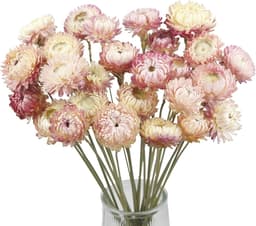 Gedroogde paarse en roze strochrysanten — thumbnail 1