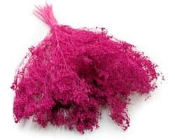 Gedroogde bloemen - Broom Bloom Bezenginster - Decoratief gras Siergras - Fuchsia