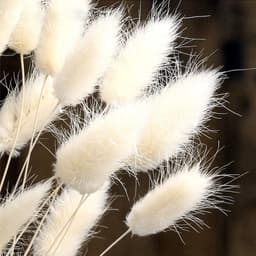 Gedroogd pampasgras, konijnenstaart, gras, 30 stuks, natuurlijke droogbloemen, boeket, decoratie, kunst, groot, droogbloemen, pampasgras voor interieur, fotografie, bruiloft, wit — thumbnail 5