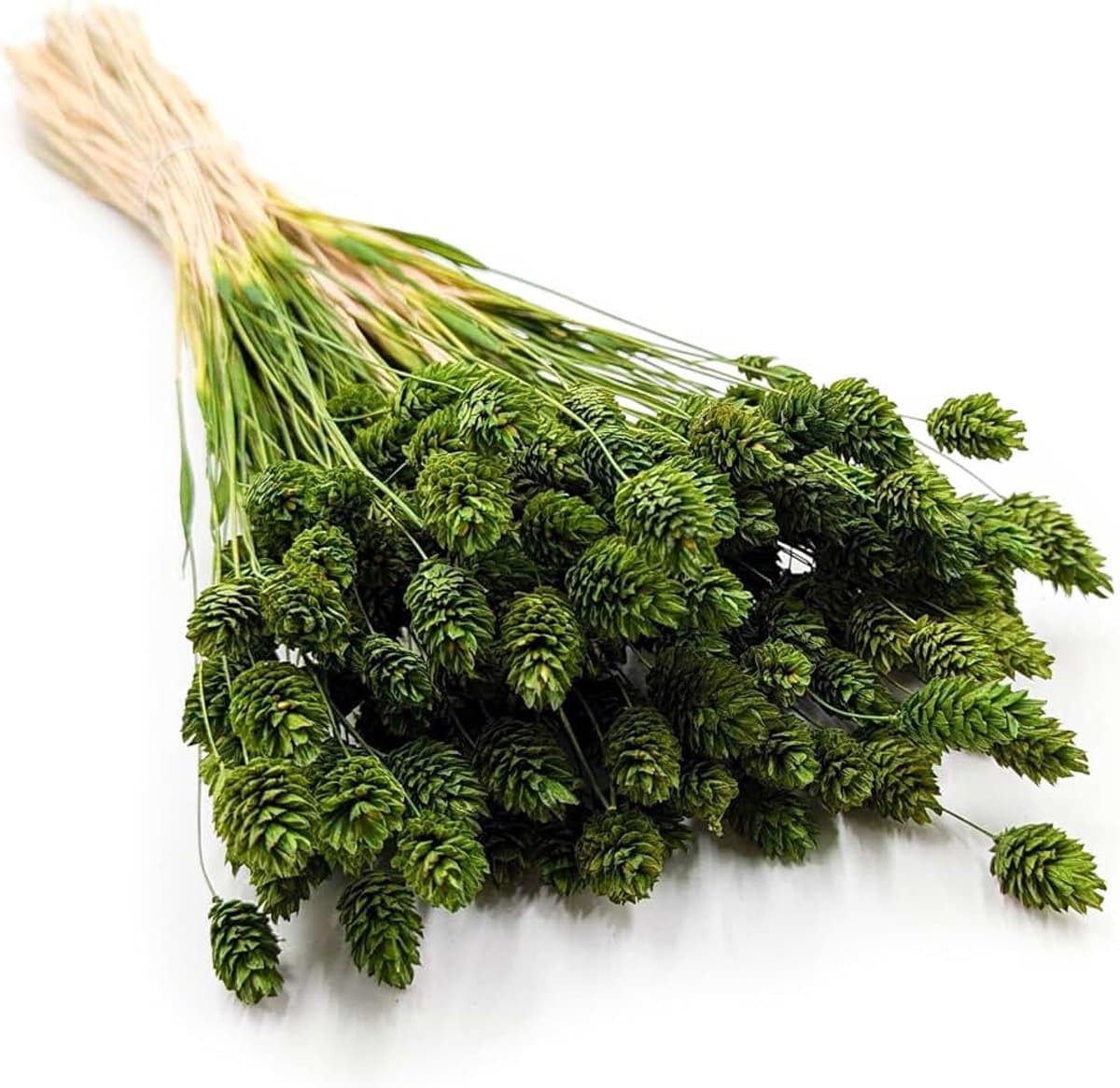Dekogras Gedroogd Gras Siergras Kanariegras Phalaris Droogbloemen Natuurlijk Boho Ca. 100 Stuks 80 g Olijfgroen — afbeelding 1
