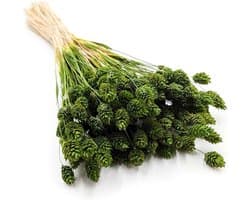 Dekogras Gedroogd Gras Siergras Kanariegras Phalaris Droogbloemen Natuurlijk Boho Ca. 100 Stuks 80 g Olijfgroen