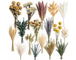 16 soorten droogbloemen, klein, voor vaas en DIY-decor