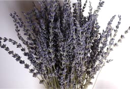 Gedroogde bloemen, nooit verdord decoratief bloemenboeket voor bloemstuk, bruiloft, thuis, kantoor, lavendelbundels — thumbnail 5