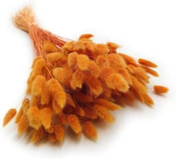 Dekogras gedroogd gras, siergras, konijnenstaarten, Lagurus Ovatus, fluwelen gras, hazenstaartgras, gedroogde bloemen, natuurlijk, boho, 120-150 stuks, 100 g, oranje — thumbnail 1