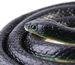 Speelgoed Nep Slang 130cm Zachte Rubberen Slang Tuin Props Grappige Grap. — thumbnail 1