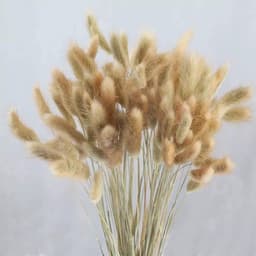 Gedroogd pampasgras, konijnenstaart, gras, 60 stuks, natuurlijke droogbloemen, boeket, decoratie, kunstbloemen, grote gedroogde bloemen, pampasgras voor interieurdecoratie, fotografie — thumbnail 3