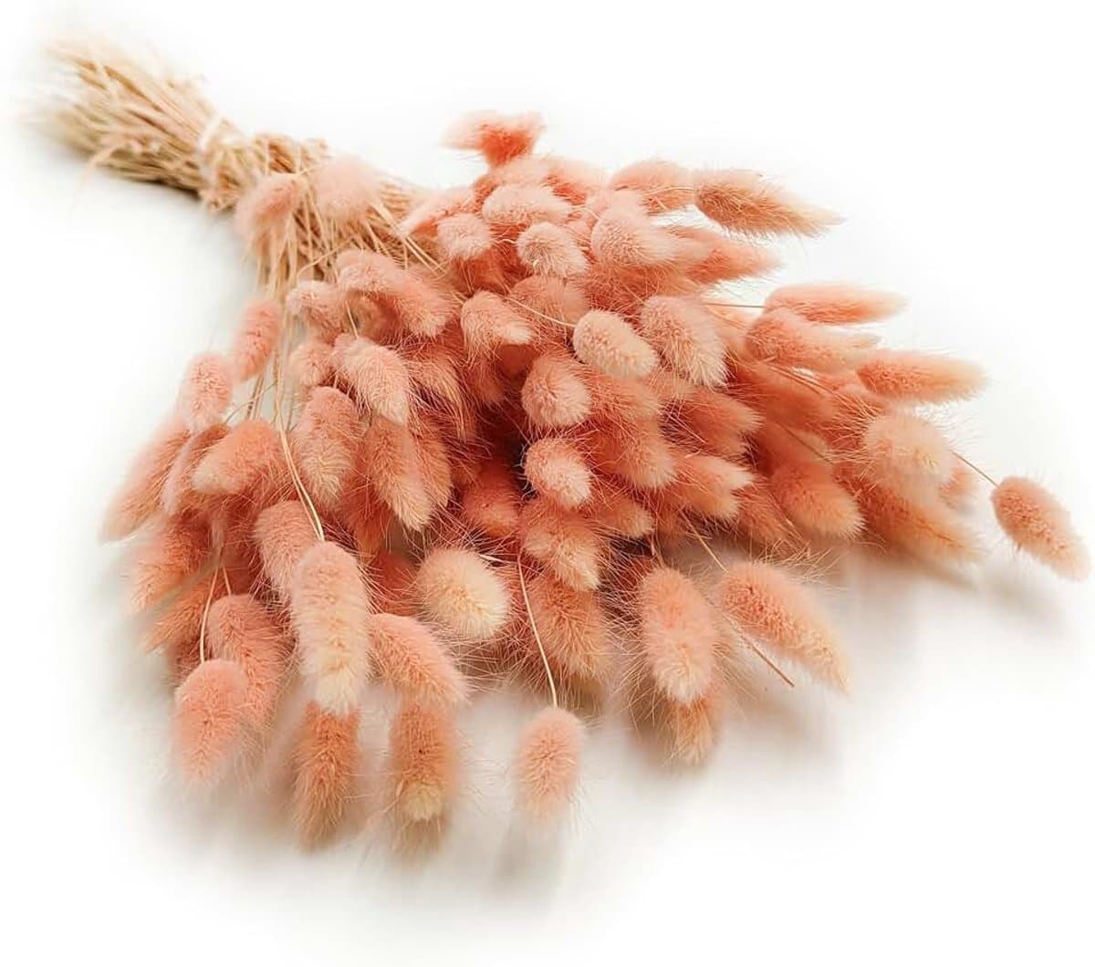 Dekogras gedroogd gras, siergras, konijnenstaarten, Lagurus Ovatus, fluwelen gras, hazenstaartgras, gedroogde bloemen, natuurlijk, boho, 120-150 stuks, 100 g, zalmroze — afbeelding 1