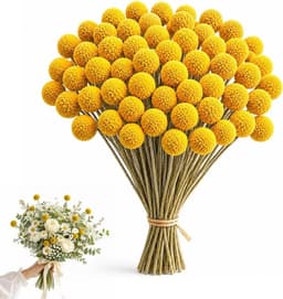 Gedroogde bloemen, gedroogde Craspedia gedroogde bloemen, natuurlijke gedroogde bloemen van Craspedia Globosa geel voor bloemstukken, decoraties met Craspedia (50 stuks) — thumbnail 4