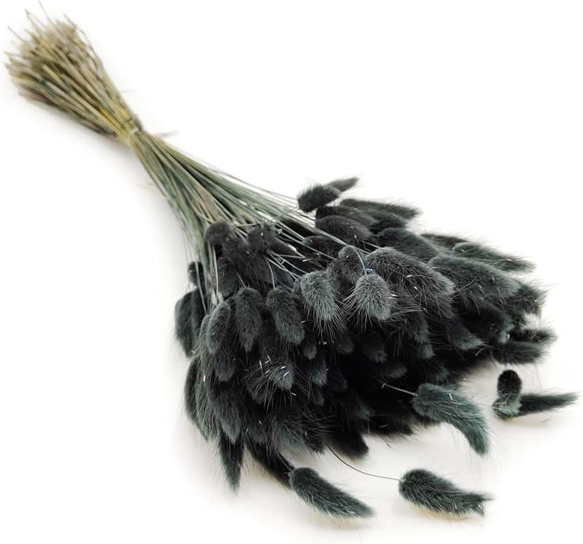 Dekogras Gedroogd Gras Siergras Haasenstaart Lagurus Ovatus Samtgras Haasenstaartgras Droogbloemen Natuurlijk Boho 120 - 150 stuks 100 g Zwart — afbeelding 1