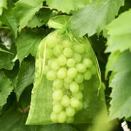 Gaas Zakken - Fruit Bescherming - Oogsten Bewaren - Stofwerend Ademend - 200 Stuks - Wit — thumbnail 3