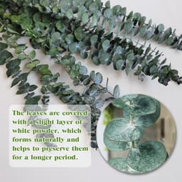 Gedroogde gedroogde gedroogde bloemen decoratief 45 cm natuurlijk fris groen met echte eucalyptusbladeren plant ideaal voor vazen bloemstukken bruiloftsdecoraties en wooncultuur — thumbnail 2