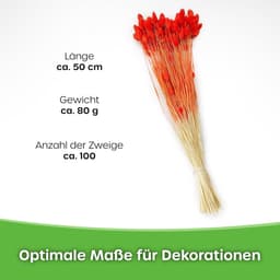 Dekogras Gedroogd Gras Siergras Kanariegras Phalaris Droogbloemen Natuurlijk Boho Ca. 100 Stuks 80 g Lichtroze — thumbnail 3