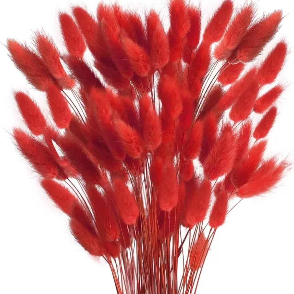 Gedroogd pampasgras, konijnenstaart, gras, 60 stuks, natuurlijke droogbloemen, boeket, decoratie, kunst, groot, droogbloemen, pampasgras voor interieur, fotografie, bruiloft, rood — afbeelding 1