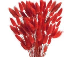 Gedroogd pampasgras, konijnenstaart, gras, 60 stuks, natuurlijke droogbloemen, boeket, decoratie, kunst, groot, droogbloemen, pampasgras voor interieur, fotografie, bruiloft, rood