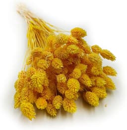 Dekogras Gedroogd Gras Siergras Kanariegras Phalaris Droogbloemen Natuurlijk Boho Ca. 100 Stuks 80 g Geel — thumbnail 1