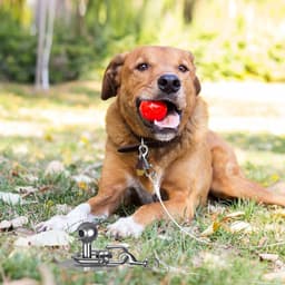 Robuuste Grondanker voor Honden tot 100 kg, Ideaal voor Buiten, Tuin en Strand, Geen Verstrikkingen, 40 cm Hoog — thumbnail 5