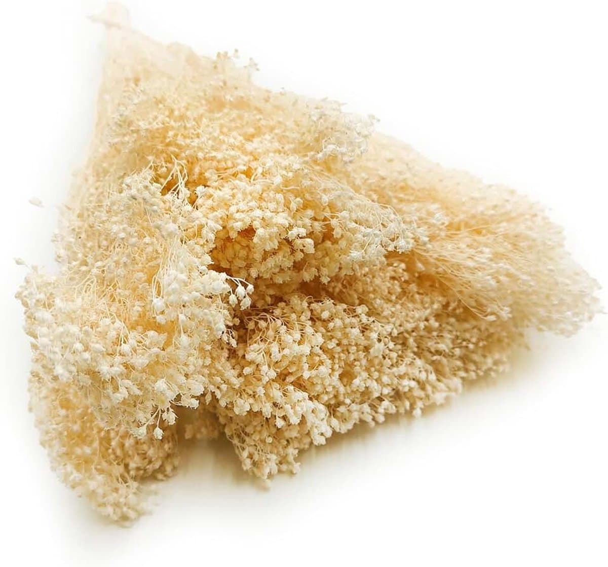 Gedroogde bloemen - Broom Bloom Bezenginster - Decoratief gras Siergras - Gebleekt — afbeelding 1
