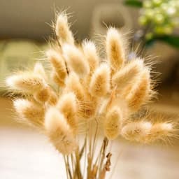 Gedroogd pampasgras, konijnenstaart, gras, 30 stuks, natuurlijke droogbloemen, bloemenboeket, decoratie, groot, droogbloemen, pampasgras voor interieurs, fotografie, bruiloft, wit — thumbnail 5