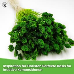 Dekogras Gedroogd Gras Siergras Kanariegras Phalaris Droogbloemen Natuurlijk Boho Ca. 100 Stuks 80 g Lichtroze — thumbnail 4