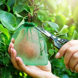 100 Stuks Fruitbeschermzakjes met Trekkoord voor Fruitbomen en Tuin — thumbnail 4
