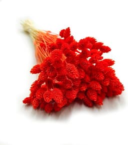 Dekogras Gedroogd Gras Siergras Kanariegras Phalaris Droogbloemen Natuurlijk Boho Ca. 100 Stuks 80 g Oranje — thumbnail 1