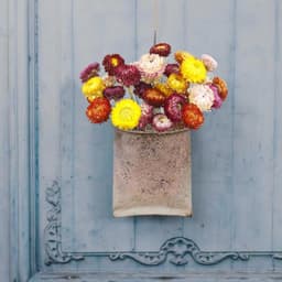 20 gedroogde strochrysanten — thumbnail 4