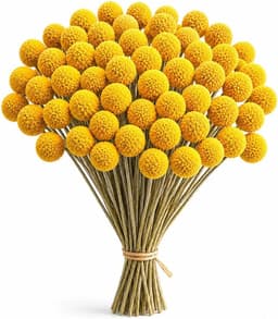 Gedroogde bloemen, gedroogde Craspedia gedroogde bloemen, natuurlijke gedroogde bloemen van Craspedia Globosa geel voor bloemstukken, decoraties met Craspedia (50 stuks) — thumbnail 1