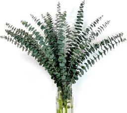 Gedroogde eucalyptusbundel, 45,7 cm, natuurlijke groene eucalyptusplant, echte eucalyptusstengels, eucalyptustakken, douche, eucalyptus, hangende geconserveerde eucalyptus voor bloemstuk — thumbnail 1