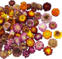 60 gedroogde chrysanten — thumbnail 1