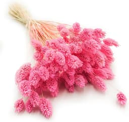 Dekogras Gedroogd Gras Siergras Kanariegras Phalaris Droogbloemen Natuurlijk Boho Ca. 100 Stuks 80 g Donker Roze — thumbnail 1