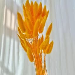 Gedroogd pampasgras, konijnenstaart, gras, 60 stuks, natuurlijke droogbloemen, boeket, decoratie, kunst, groot, droogbloemen, pampasgras voor interieurdecoratie, fotografie, bruiloft, oranje — thumbnail 4