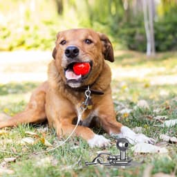 Grondanker Hond - Hondenlijn Paal - Buiten Activiteiten - Robuust Alloy Staal - 40 cm - Zilver — thumbnail 5