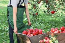 Oogsttas - Plukzak Tuin - Fruit Verzamelen - Verstelbare Banden - Ruim - Groen — thumbnail 5