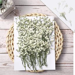 Gedroogde witte droogbloemen om te knutselen, droogbloemen, gedroogde bloemen voor doe-het-zelf fotolijst, bladwijzer, wenskaarten, 5-10 cm — thumbnail 2