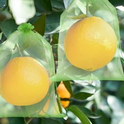 Fruitbeschermzakken voor Druiven, Perziken en Citrus - Bescherm uw Oogst tegen Ziekten en Regen — thumbnail 1