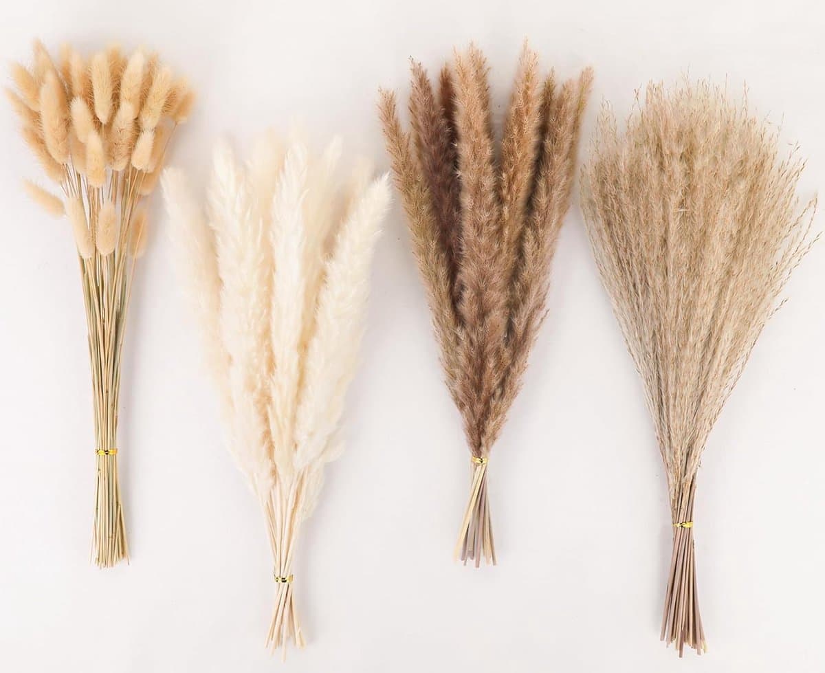 100 stuks decoratie van gedroogd pampasgras, gedroogd pampasgras — afbeelding 1