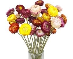 20 gedroogde strochrysanten