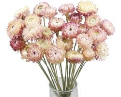 Gedroogde paarse en roze strochrysanten