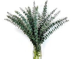 Gedroogde eucalyptusbundel, 45,7 cm, natuurlijke groene eucalyptusplant, echte eucalyptusstengels, eucalyptustakken, douche, eucalyptus, hangende geconserveerde eucalyptus voor bloemstuk
