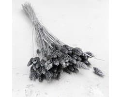 Dekogras Gedroogd Gras Siergras Kanariegras Phalaris Droogbloemen Natuurlijk Boho Ca. 100 Stuks 80 g Zilver