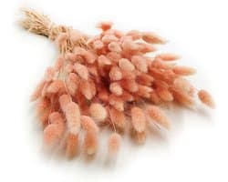 Dekogras gedroogd gras, siergras, konijnenstaarten, Lagurus Ovatus, fluwelen gras, hazenstaartgras, gedroogde bloemen, natuurlijk, boho, 120-150 stuks, 100 g, zalmroze