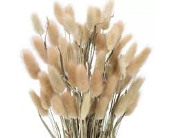 Gedroogd pampasgras, konijnenstaart, gras, 60 stuks, natuurlijke droogbloemen, boeket, decoratie, kunstbloemen, grote gedroogde bloemen, pampasgras voor interieurdecoratie, fotografie