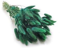 Gedroogde Lagurus - Eiervormige Belush - Donkergroen
