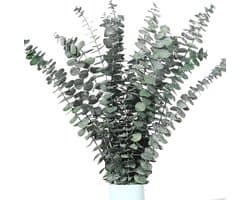 Gedroogde eucalyptustakken, 43 cm, natuurlijke gedroogde bloemen, decoratie